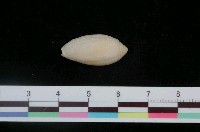 藏品(波紋筆螺)的圖片